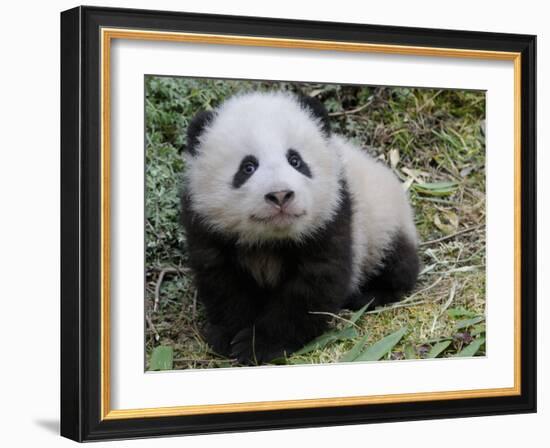 Giant Panda Baby Aged 5 Months, Wolong Nature Reserve, China-Eric Baccega-Framed Photographic Print