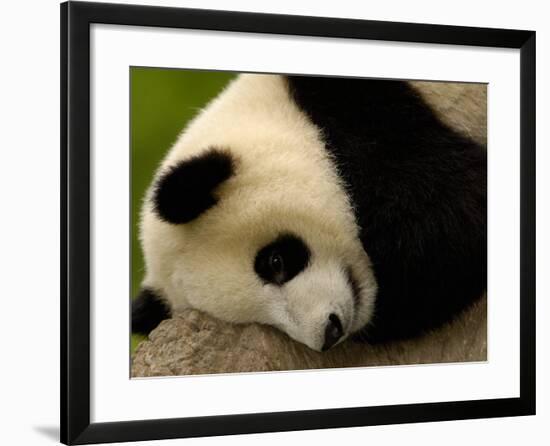 Giant Panda Baby, Wolong China Conservation and Research Center for the Giant Panda, China-Pete Oxford-Framed Photographic Print
