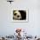 Giant Panda Baby, Wolong China Conservation and Research Center for the Giant Panda, China-Pete Oxford-Framed Photographic Print displayed on a wall