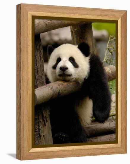 Giant Panda Baby, Wolong China Conservation and Research Center for the Giant Panda, China-Pete Oxford-Framed Premier Image Canvas