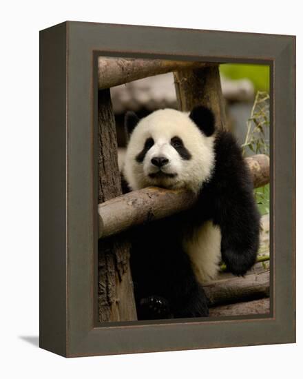 Giant Panda Baby, Wolong China Conservation and Research Center for the Giant Panda, China-Pete Oxford-Framed Premier Image Canvas