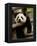 Giant Panda Baby, Wolong China Conservation and Research Center for the Giant Panda, China-Pete Oxford-Framed Premier Image Canvas