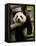 Giant Panda Baby, Wolong China Conservation and Research Center for the Giant Panda, China-Pete Oxford-Framed Premier Image Canvas