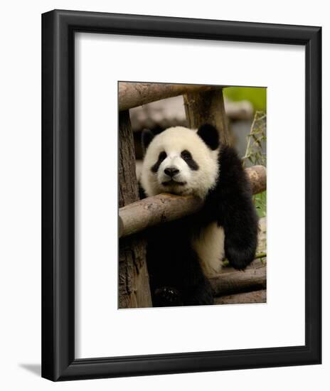 Giant Panda Baby, Wolong China Conservation and Research Center for the Giant Panda, China-Pete Oxford-Framed Photographic Print