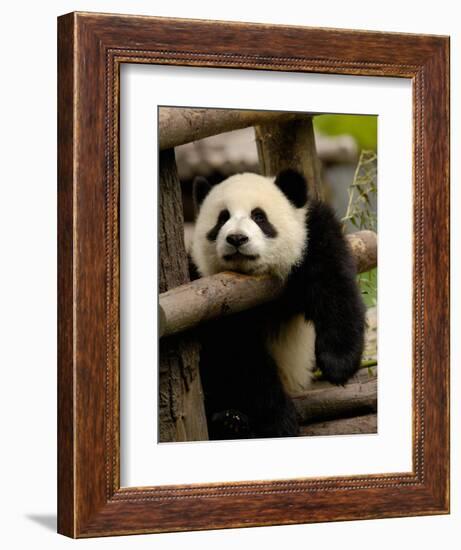 Giant Panda Baby, Wolong China Conservation and Research Center for the Giant Panda, China-Pete Oxford-Framed Photographic Print