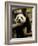 Giant Panda Baby, Wolong China Conservation and Research Center for the Giant Panda, China-Pete Oxford-Framed Photographic Print