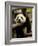 Giant Panda Baby, Wolong China Conservation and Research Center for the Giant Panda, China-Pete Oxford-Framed Photographic Print