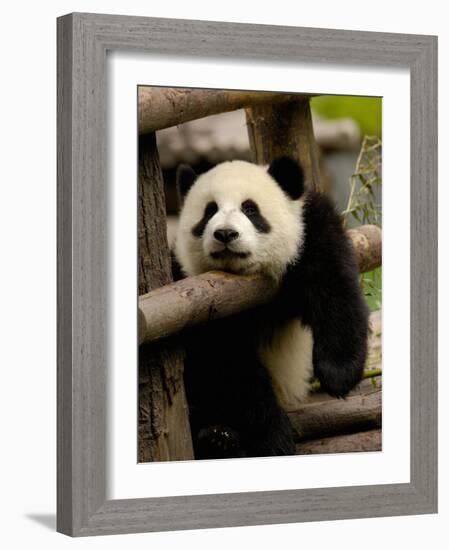 Giant Panda Baby, Wolong China Conservation and Research Center for the Giant Panda, China-Pete Oxford-Framed Photographic Print