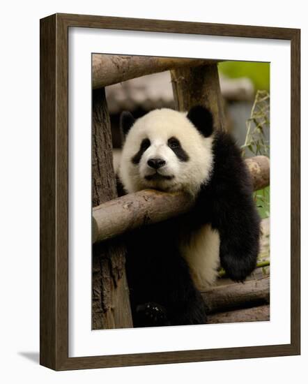 Giant Panda Baby, Wolong China Conservation and Research Center for the Giant Panda, China-Pete Oxford-Framed Photographic Print