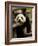 Giant Panda Baby, Wolong China Conservation and Research Center for the Giant Panda, China-Pete Oxford-Framed Photographic Print