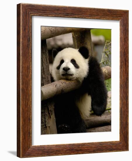 Giant Panda Baby, Wolong China Conservation and Research Center for the Giant Panda, China-Pete Oxford-Framed Photographic Print