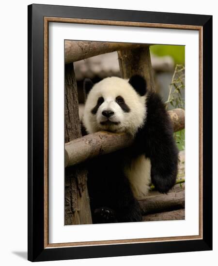 Giant Panda Baby, Wolong China Conservation and Research Center for the Giant Panda, China-Pete Oxford-Framed Photographic Print