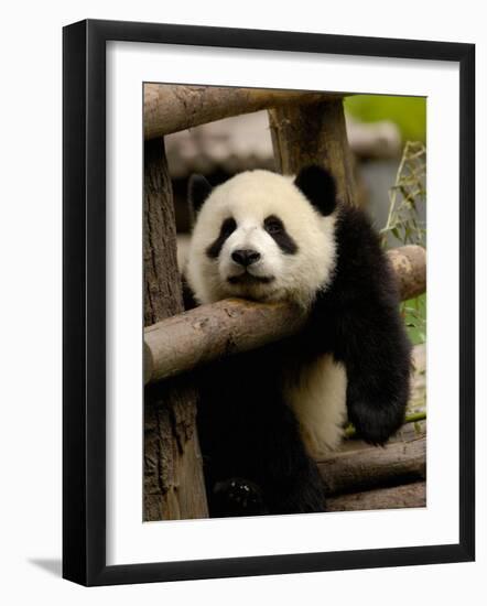 Giant Panda Baby, Wolong China Conservation and Research Center for the Giant Panda, China-Pete Oxford-Framed Photographic Print