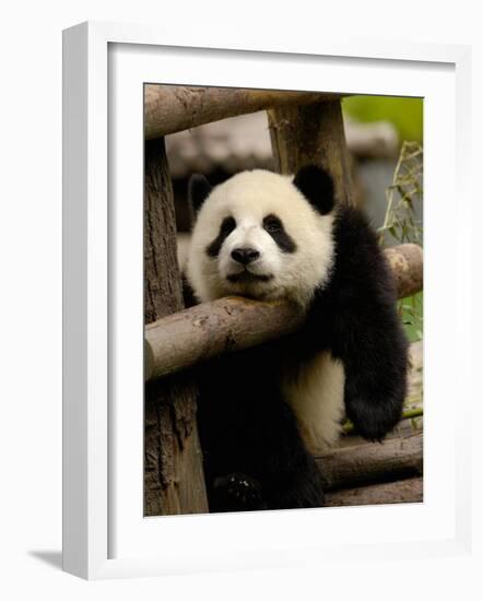 Giant Panda Baby, Wolong China Conservation and Research Center for the Giant Panda, China-Pete Oxford-Framed Photographic Print