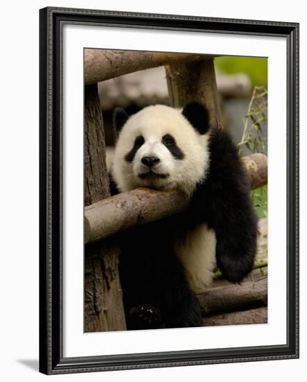 Giant Panda Baby, Wolong China Conservation and Research Center for the Giant Panda, China-Pete Oxford-Framed Photographic Print