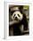 Giant Panda Baby, Wolong China Conservation and Research Center for the Giant Panda, China-Pete Oxford-Framed Photographic Print