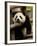 Giant Panda Baby, Wolong China Conservation and Research Center for the Giant Panda, China-Pete Oxford-Framed Photographic Print