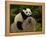 Giant Panda Baby, Wolong China Conservation and Research Center for the Giant Panda, China-Pete Oxford-Framed Premier Image Canvas