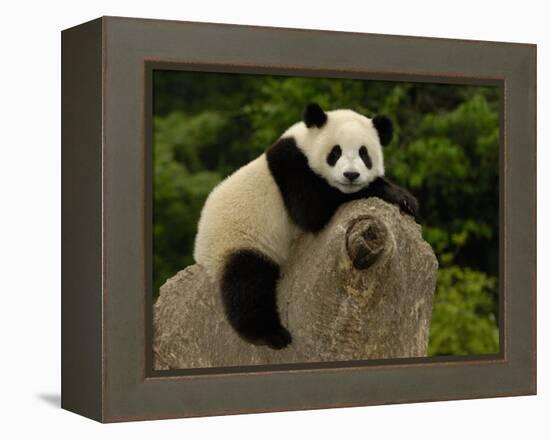 Giant Panda Baby, Wolong China Conservation and Research Center for the Giant Panda, China-Pete Oxford-Framed Premier Image Canvas