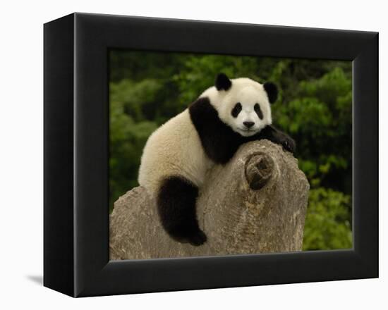 Giant Panda Baby, Wolong China Conservation and Research Center for the Giant Panda, China-Pete Oxford-Framed Premier Image Canvas