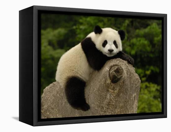 Giant Panda Baby, Wolong China Conservation and Research Center for the Giant Panda, China-Pete Oxford-Framed Premier Image Canvas