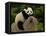 Giant Panda Baby, Wolong China Conservation and Research Center for the Giant Panda, China-Pete Oxford-Framed Premier Image Canvas