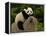 Giant Panda Baby, Wolong China Conservation and Research Center for the Giant Panda, China-Pete Oxford-Framed Premier Image Canvas