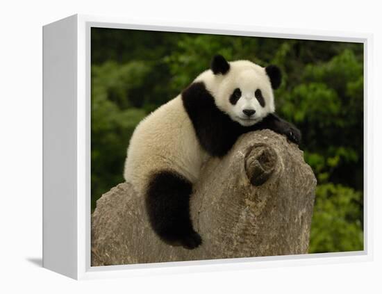 Giant Panda Baby, Wolong China Conservation and Research Center for the Giant Panda, China-Pete Oxford-Framed Premier Image Canvas