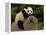 Giant Panda Baby, Wolong China Conservation and Research Center for the Giant Panda, China-Pete Oxford-Framed Premier Image Canvas