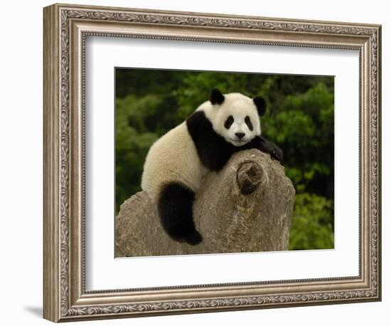 Giant Panda Baby, Wolong China Conservation and Research Center for the Giant Panda, China-Pete Oxford-Framed Photographic Print