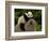 Giant Panda Baby, Wolong China Conservation and Research Center for the Giant Panda, China-Pete Oxford-Framed Photographic Print