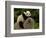Giant Panda Baby, Wolong China Conservation and Research Center for the Giant Panda, China-Pete Oxford-Framed Photographic Print
