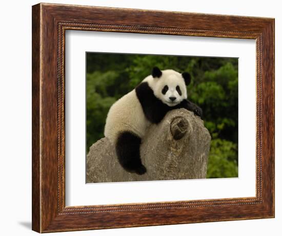 Giant Panda Baby, Wolong China Conservation and Research Center for the Giant Panda, China-Pete Oxford-Framed Photographic Print