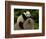 Giant Panda Baby, Wolong China Conservation and Research Center for the Giant Panda, China-Pete Oxford-Framed Photographic Print