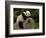 Giant Panda Baby, Wolong China Conservation and Research Center for the Giant Panda, China-Pete Oxford-Framed Photographic Print