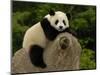 Giant Panda Baby, Wolong China Conservation and Research Center for the Giant Panda, China-Pete Oxford-Mounted Photographic Print