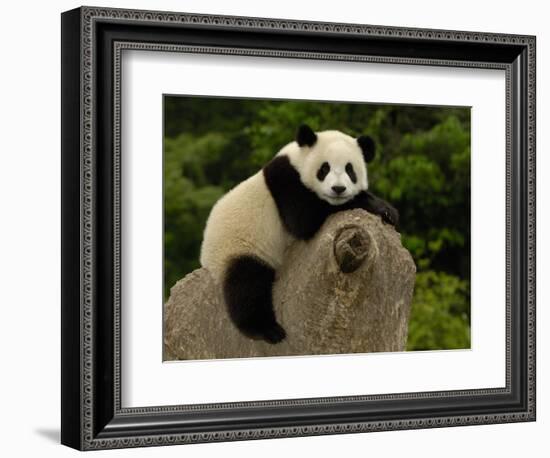 Giant Panda Baby, Wolong China Conservation and Research Center for the Giant Panda, China-Pete Oxford-Framed Photographic Print