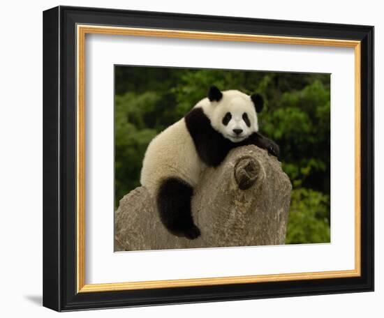 Giant Panda Baby, Wolong China Conservation and Research Center for the Giant Panda, China-Pete Oxford-Framed Photographic Print