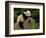 Giant Panda Baby, Wolong China Conservation and Research Center for the Giant Panda, China-Pete Oxford-Framed Photographic Print