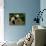 Giant Panda Baby, Wolong China Conservation and Research Center for the Giant Panda, China-Pete Oxford-Photographic Print displayed on a wall