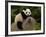 Giant Panda Baby, Wolong China Conservation and Research Center for the Giant Panda, China-Pete Oxford-Framed Photographic Print