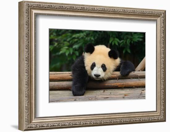 Giant Panda Bear-nelik-Framed Photographic Print