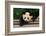 Giant Panda Bear-nelik-Framed Photographic Print