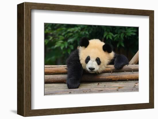 Giant Panda Bear-nelik-Framed Photographic Print