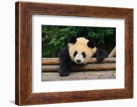 Giant Panda Bear-nelik-Framed Photographic Print