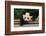 Giant Panda Bear-nelik-Framed Photographic Print