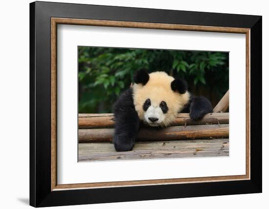 Giant Panda Bear-nelik-Framed Photographic Print