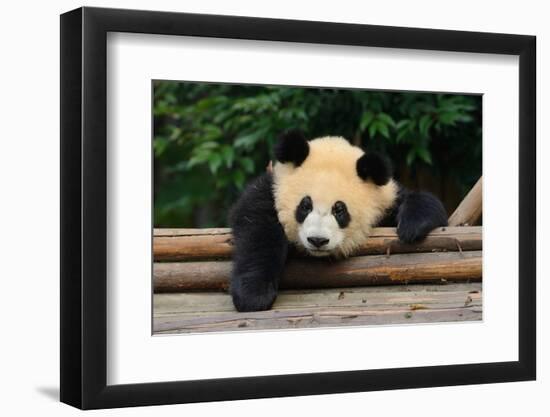 Giant Panda Bear-nelik-Framed Photographic Print