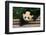 Giant Panda Bear-nelik-Framed Photographic Print