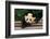 Giant Panda Bear-nelik-Framed Photographic Print